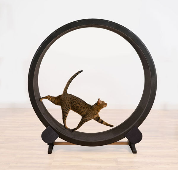 One Fast Cat Wheel NOW $420.00 Sale – petproducts-online.com.au